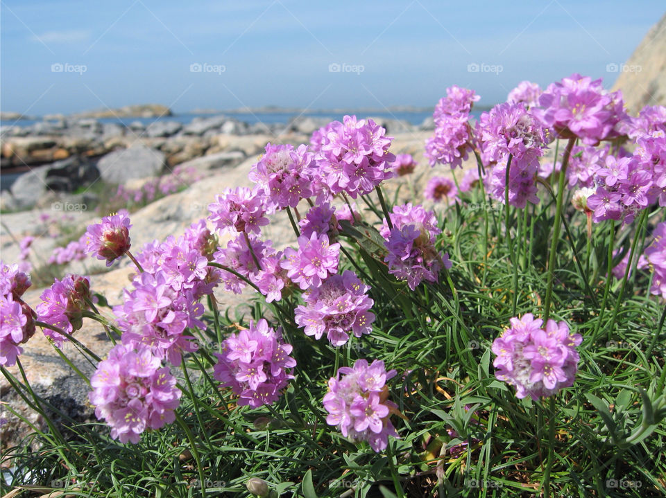 Close-up of blooming flowers