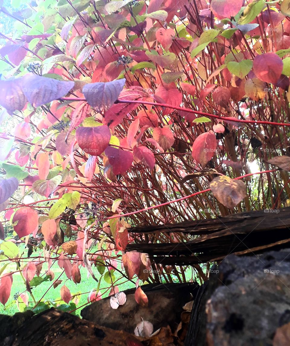 sun lit dogwood  bush  with autumn coloured leaves