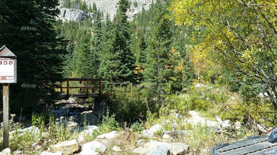 Beautiful Bridge in the woods