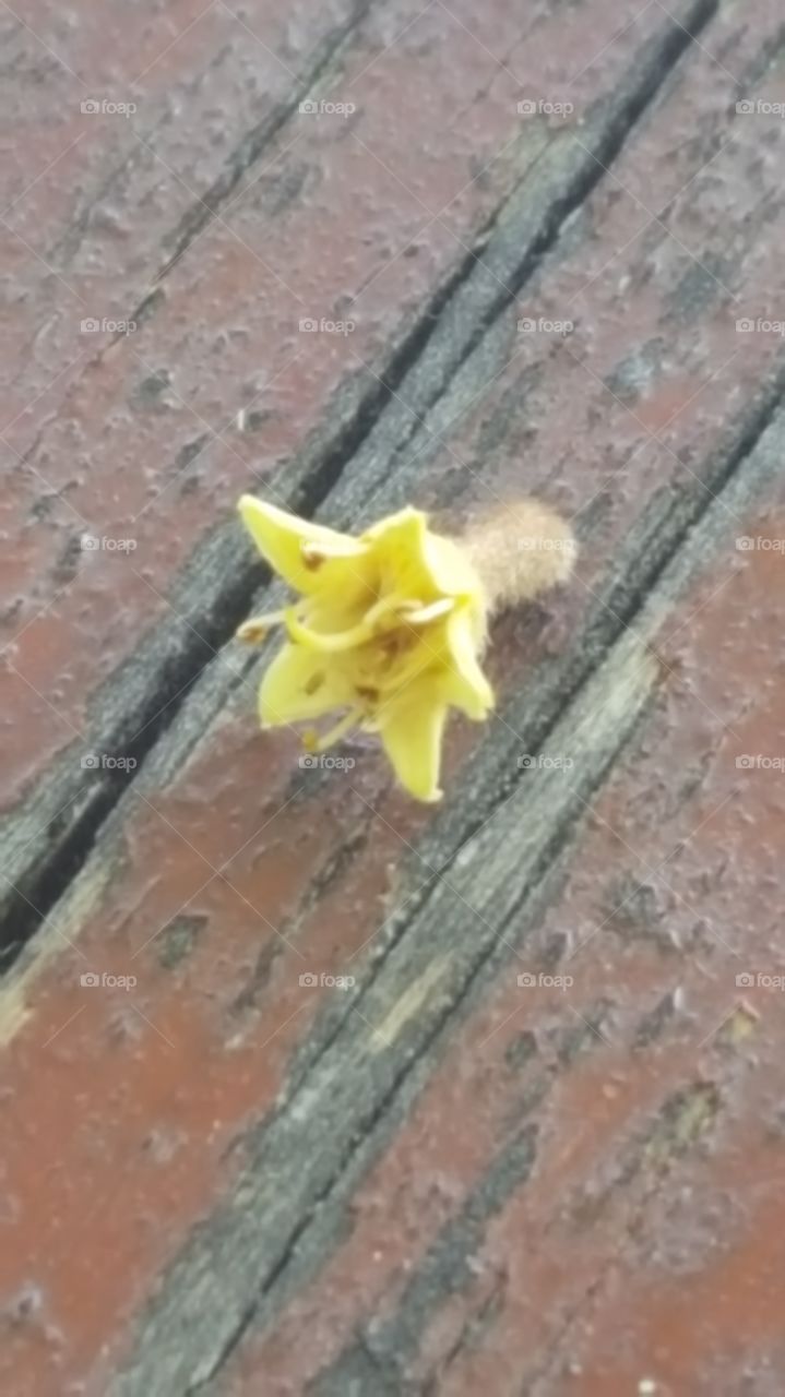 Tiny flower on picnic table