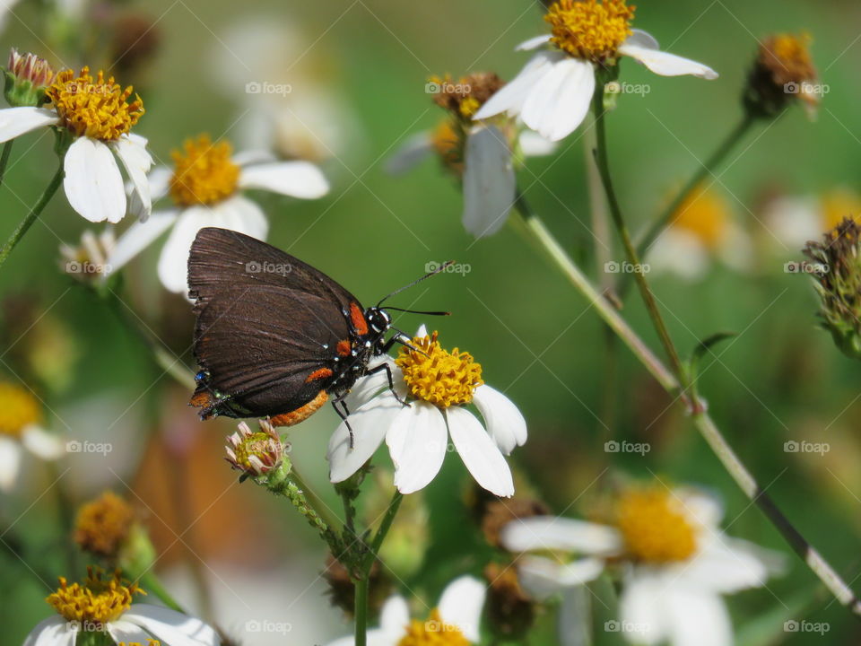 Great Purple hairstreak