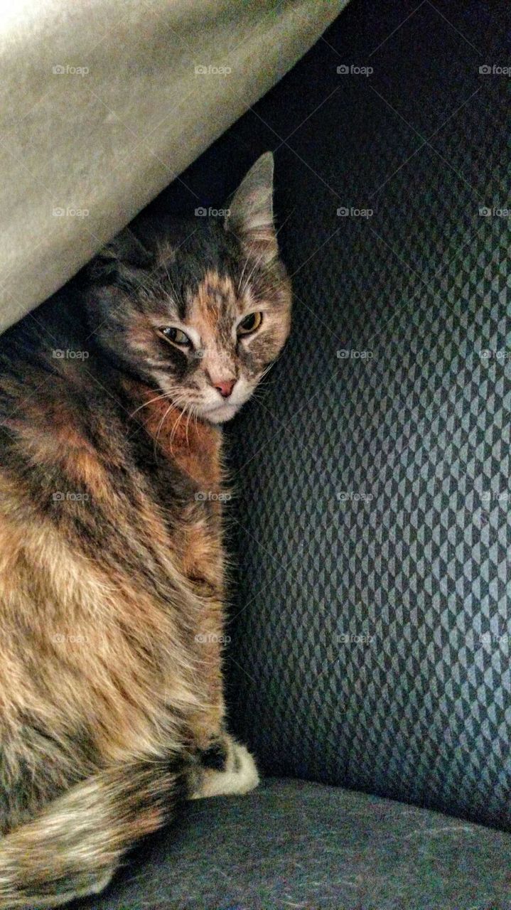 My Semi-feral rescue first few days