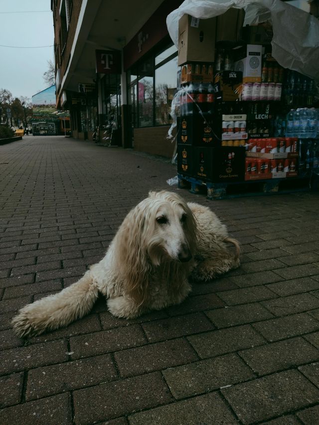 homeless cute dog