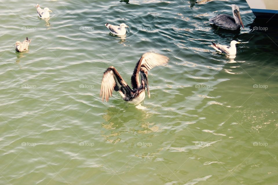 Pelican 