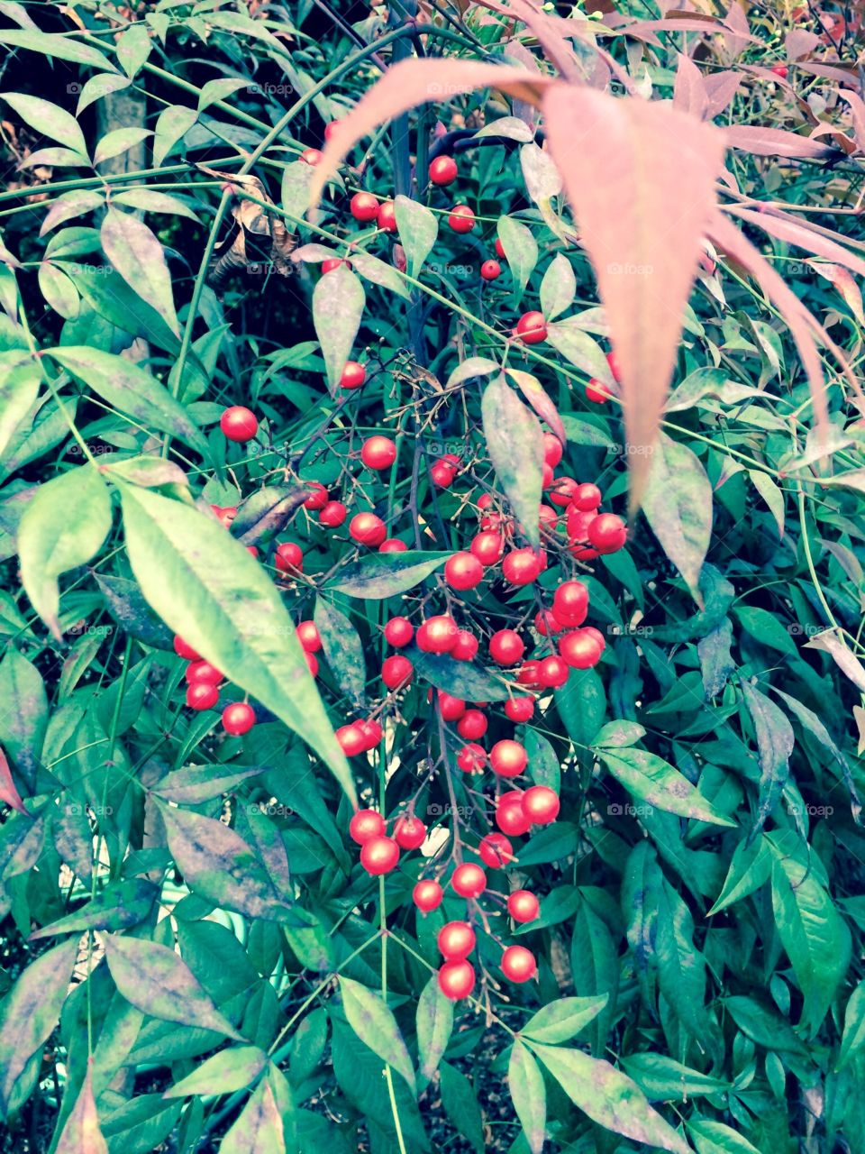 Red berries