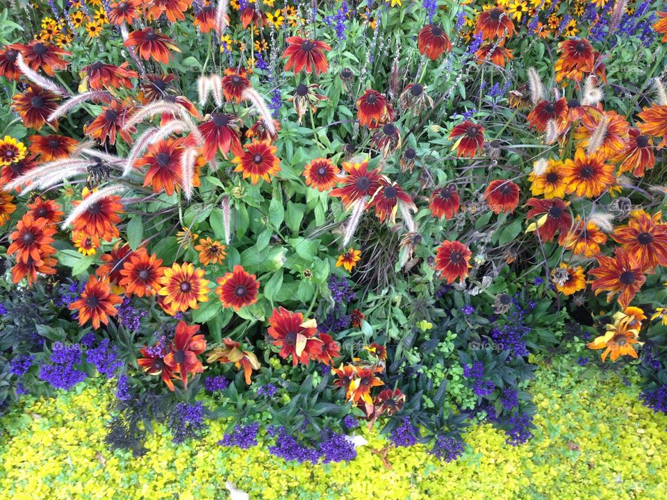 Colors. Flowers at Italian gardens, Hyde park. London