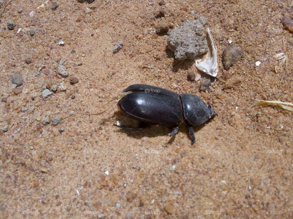 cocunut beetle
