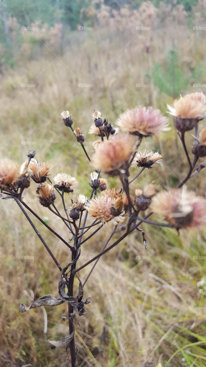Flower, Nature, No Person, Outdoors, Flora
