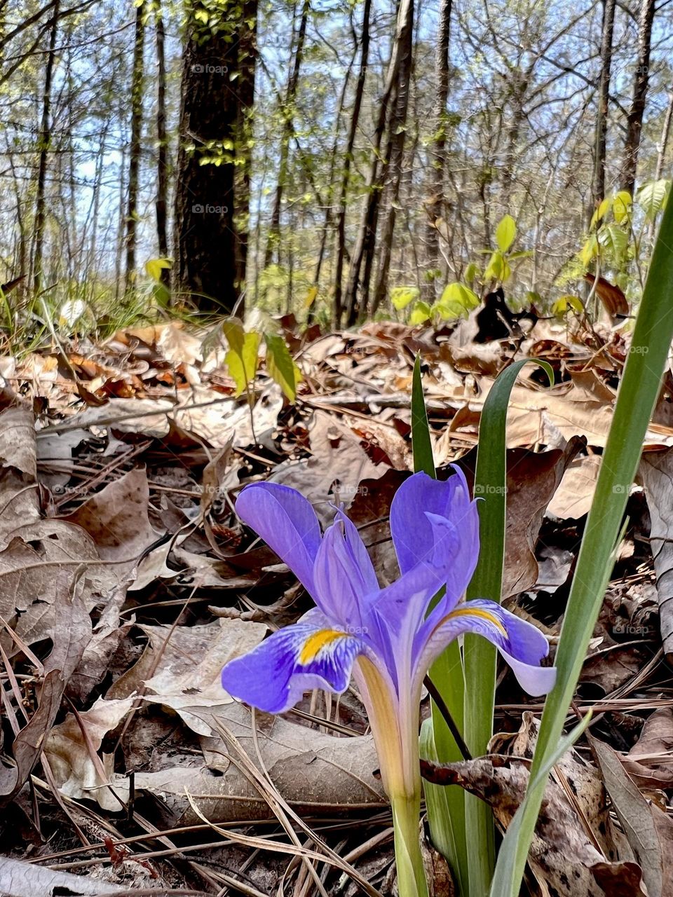 Low angle closeup of newly blooming Blue Flag Iris, a signal of spring in the forest