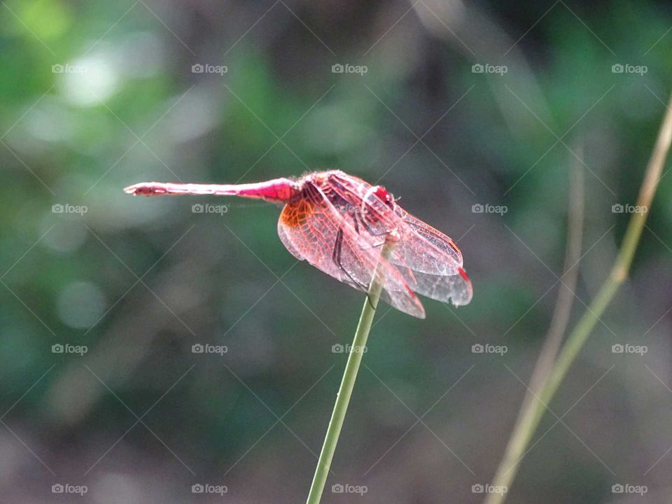 The red dragonfly