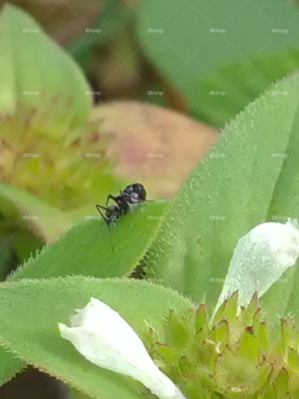 The beautiful ant runing on the leaf.