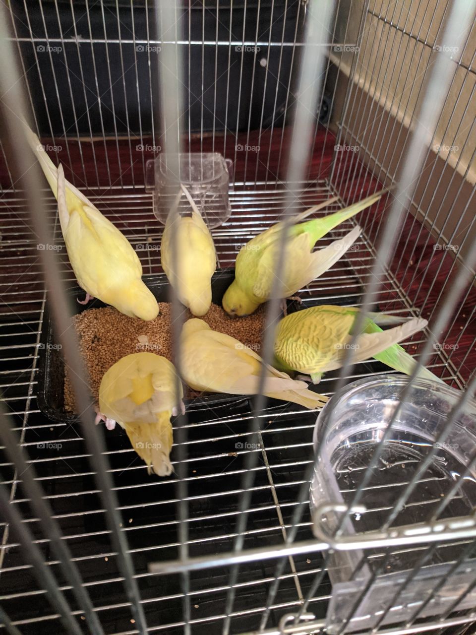 Birds π They are beautiful especially when it's love birds with different colours adds the beauty of nature β€οΈπ