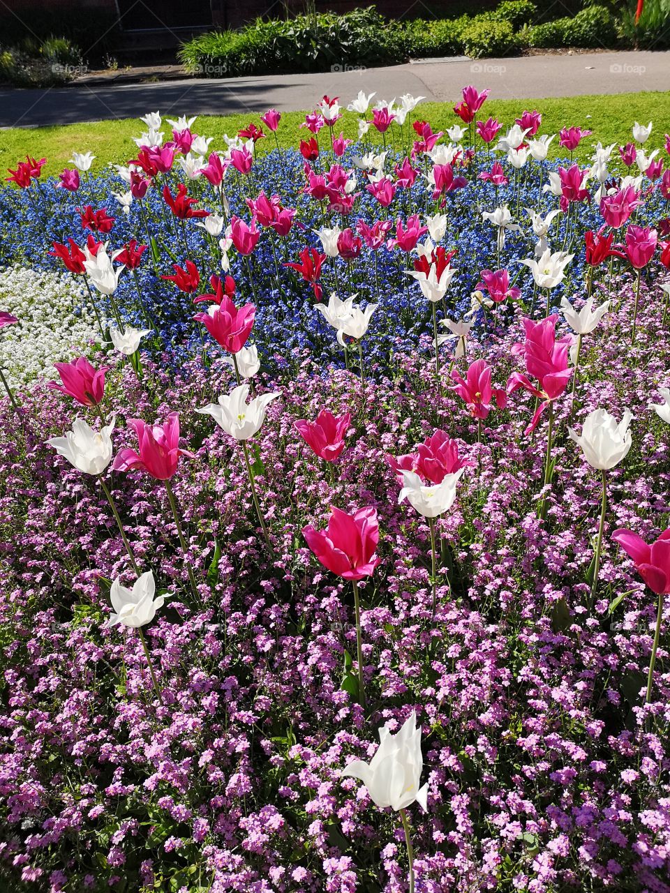 Flower bed Queens Park Loughborough England.