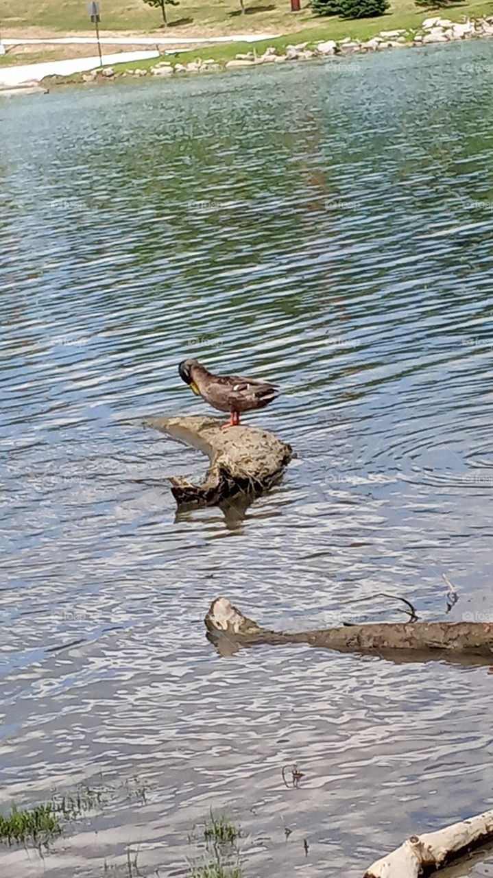 ducks