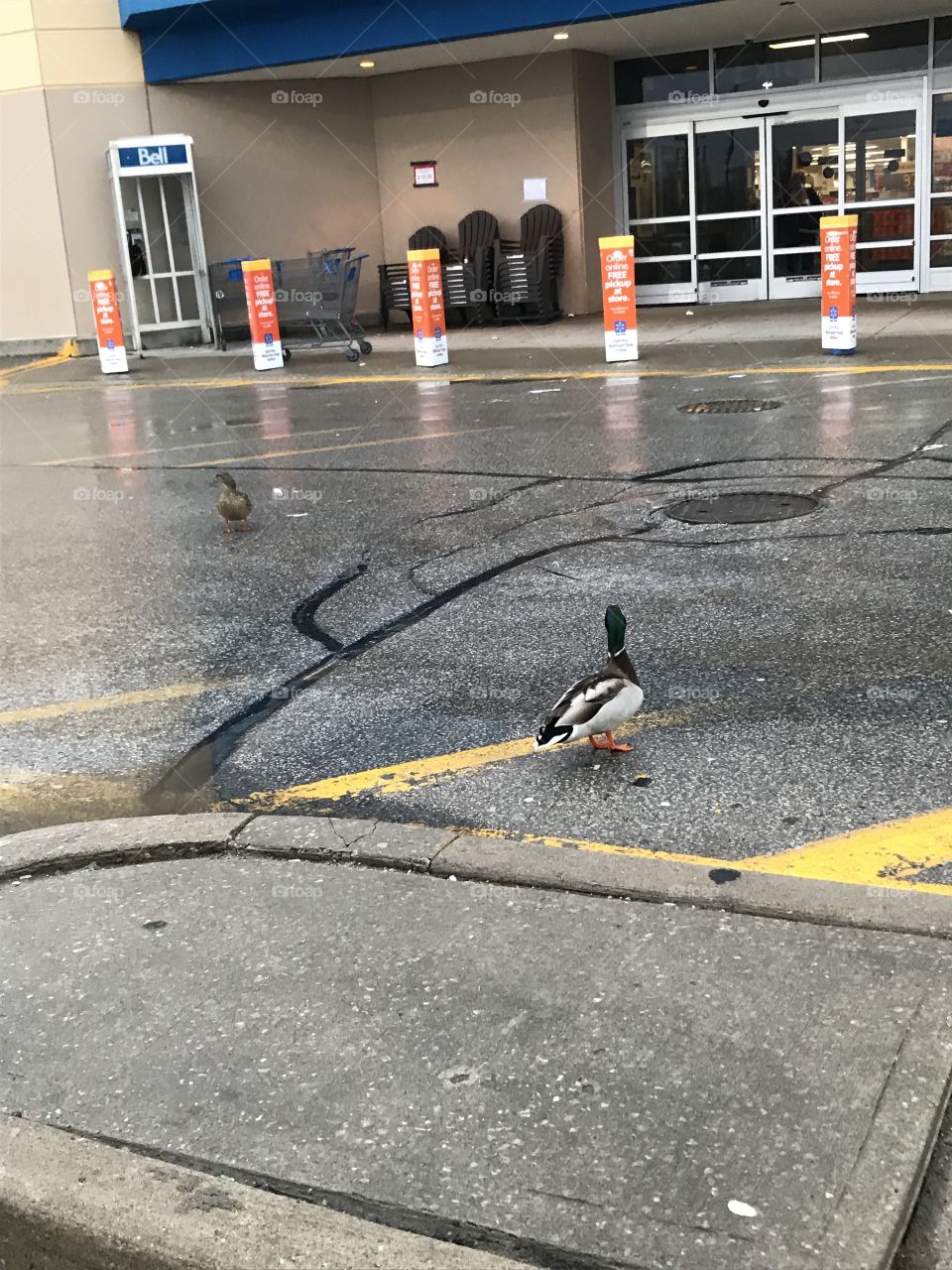 Ducks in parking lot