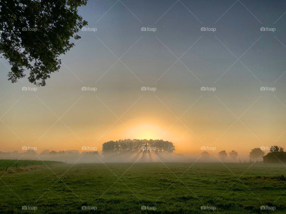 Morning sunshine over a misty grassland filtered through a line of trees during sunrise producing a golden glow in the sky