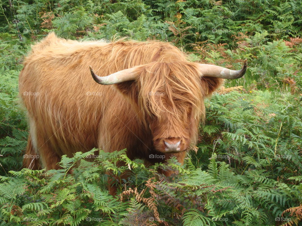 cow in Scotland