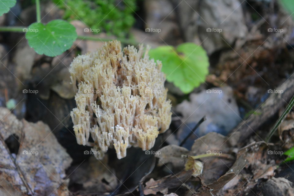 Close up of a mushroom