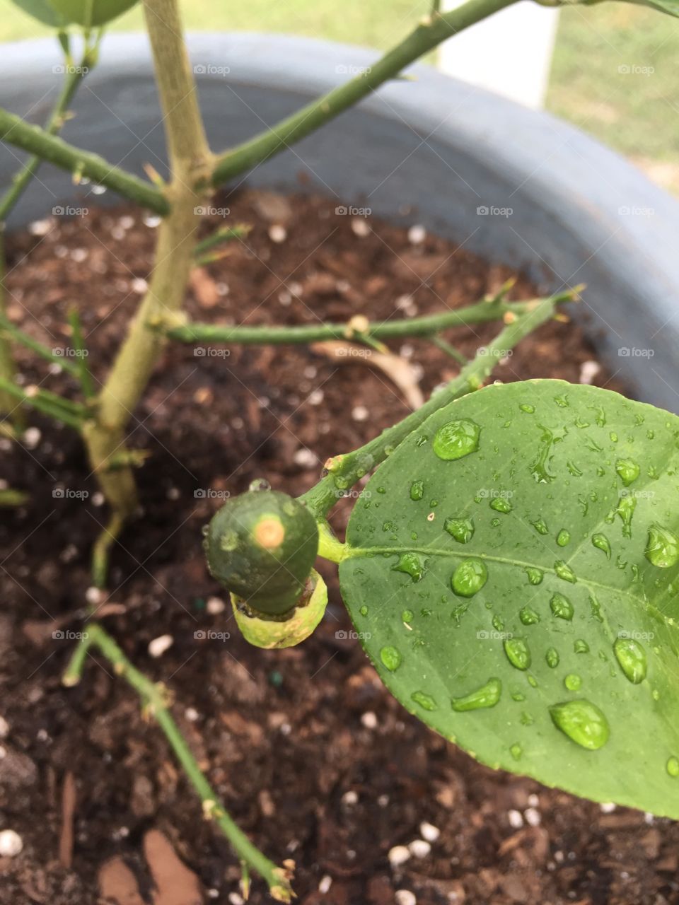 Lemon Tree. A lemon sprouting 