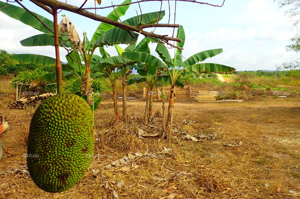 jack fruit
