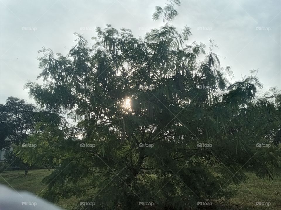 arvore com sol atrás