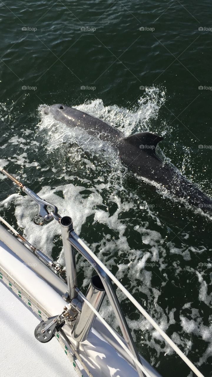 Dolphin following sail boat