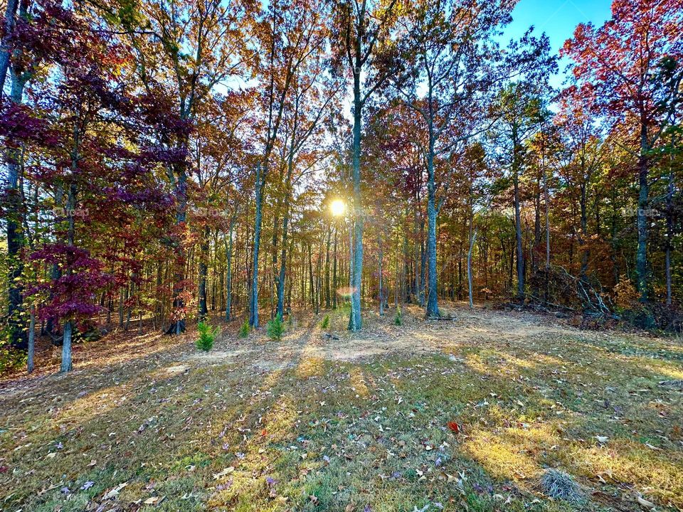 Autumn - Sunrises through the stand of trees reflecting on the foreground - The temperature starts becoming cooler during autumn. Leaves on the trees will turn beautiful colors of yellow, orange, red and brown during autumn.