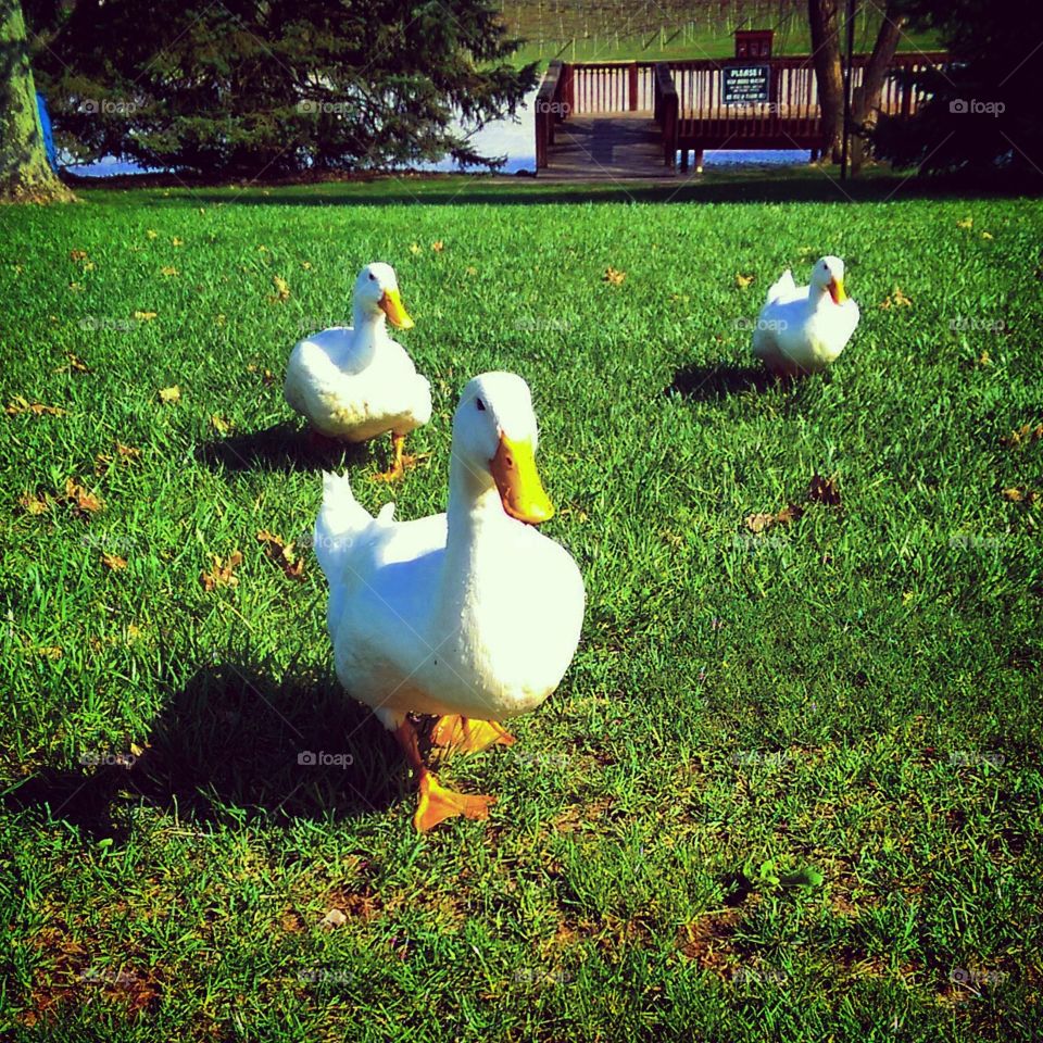 Quack, Quack, Quack 