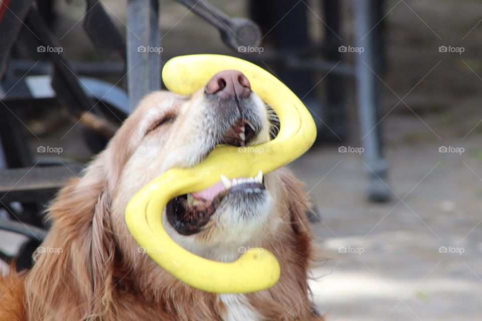 Happy Dog and Toy