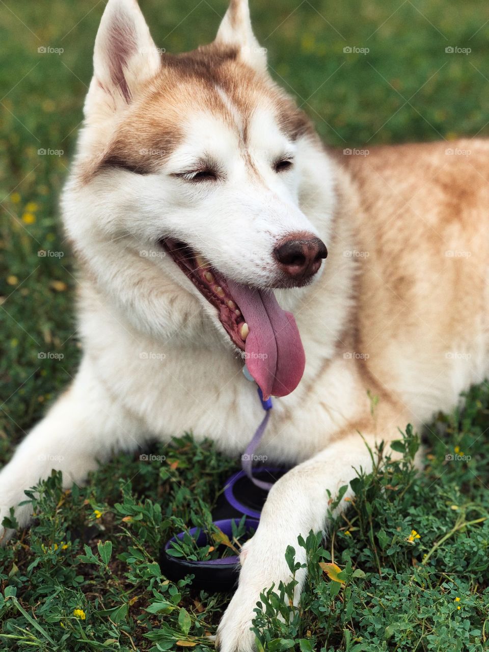 husky dog ​​breathing in the grass