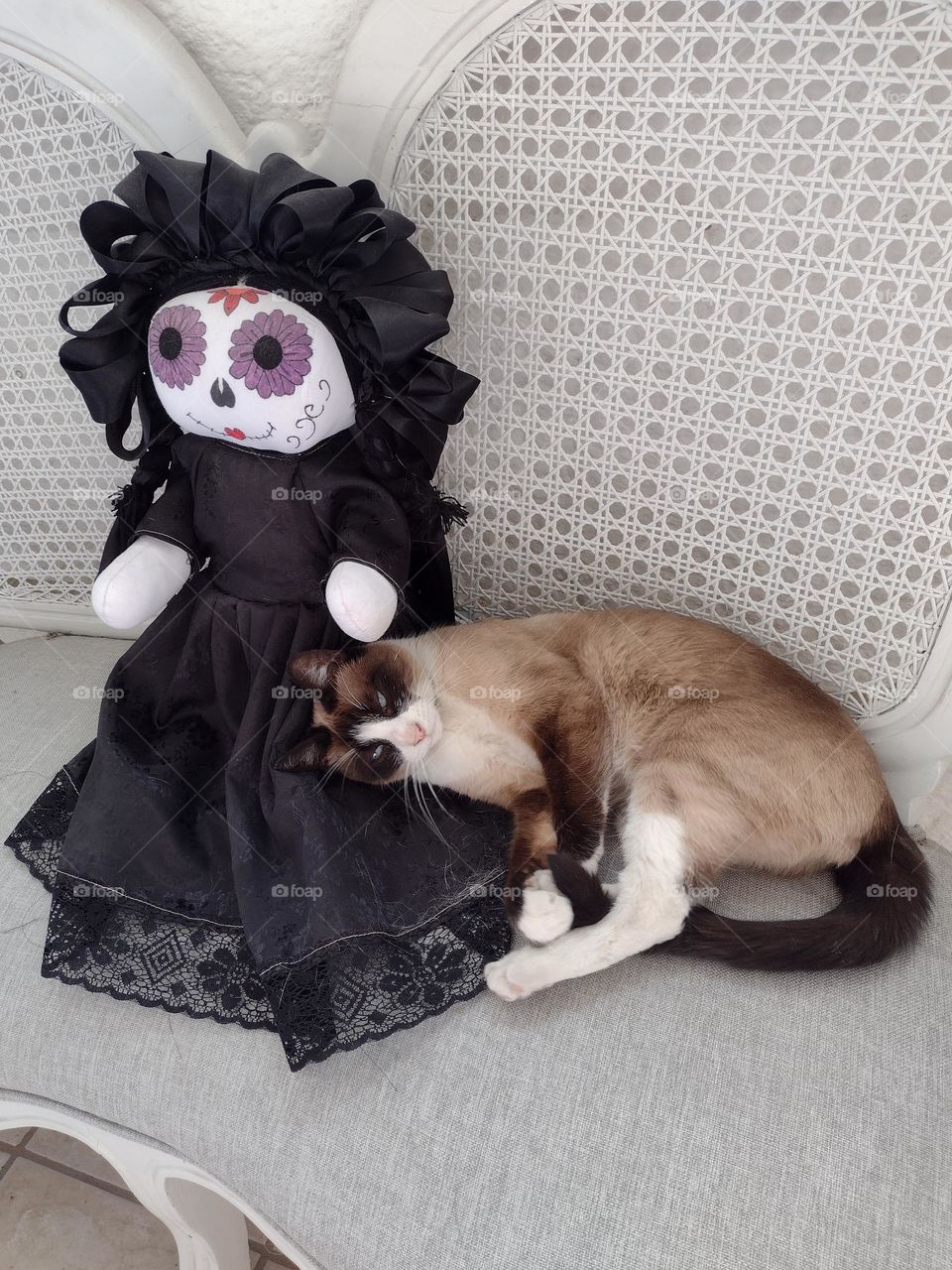 Gato acurrucado dormido