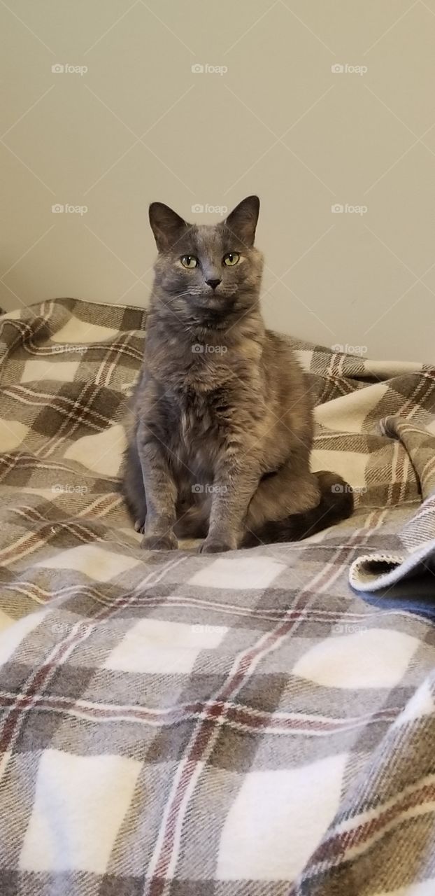 grey cat sitting on bed