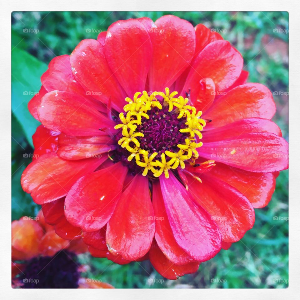 Perfeição da #natureza!
🌺 #Flores do nosso #jardim, para alegrar e embelezar nosso dia!
🌹
#Jardinagem é nosso #hobby.
#flowers
#garden
#nature