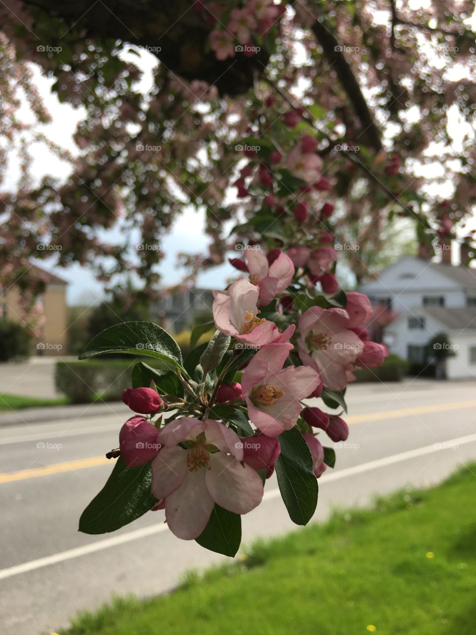 Blossoms in CT in early May