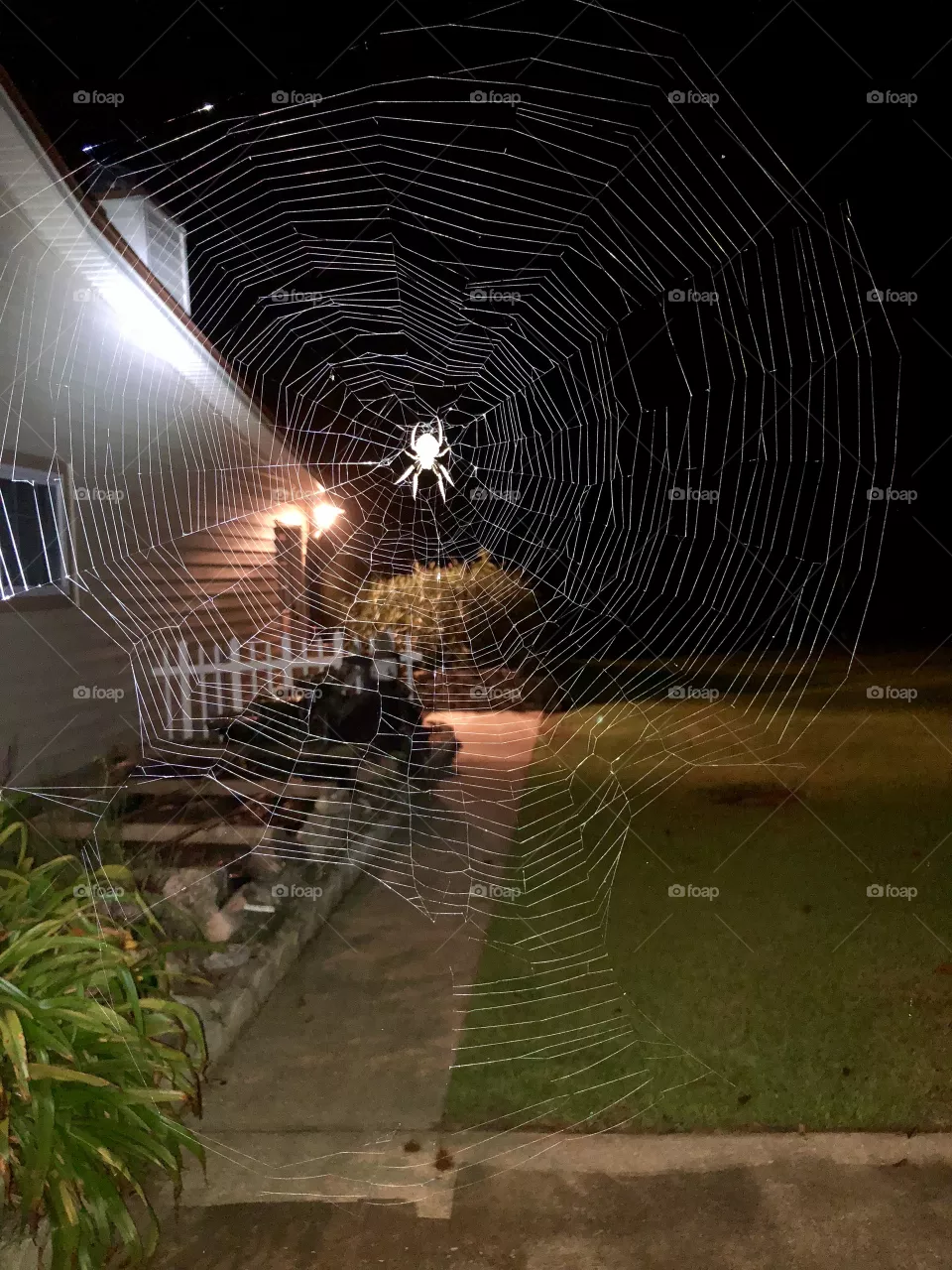 Orb weaver 