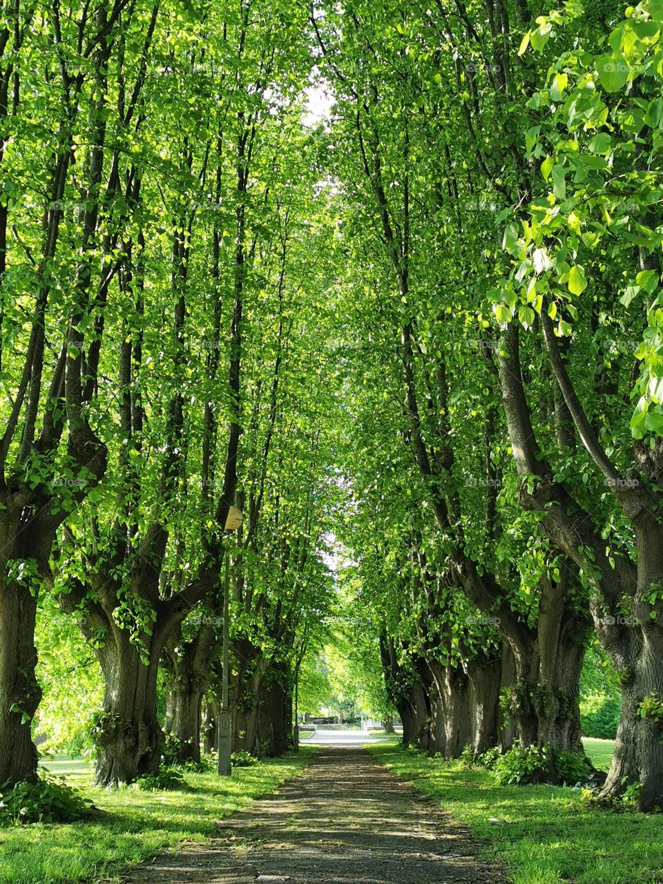 Tree alley