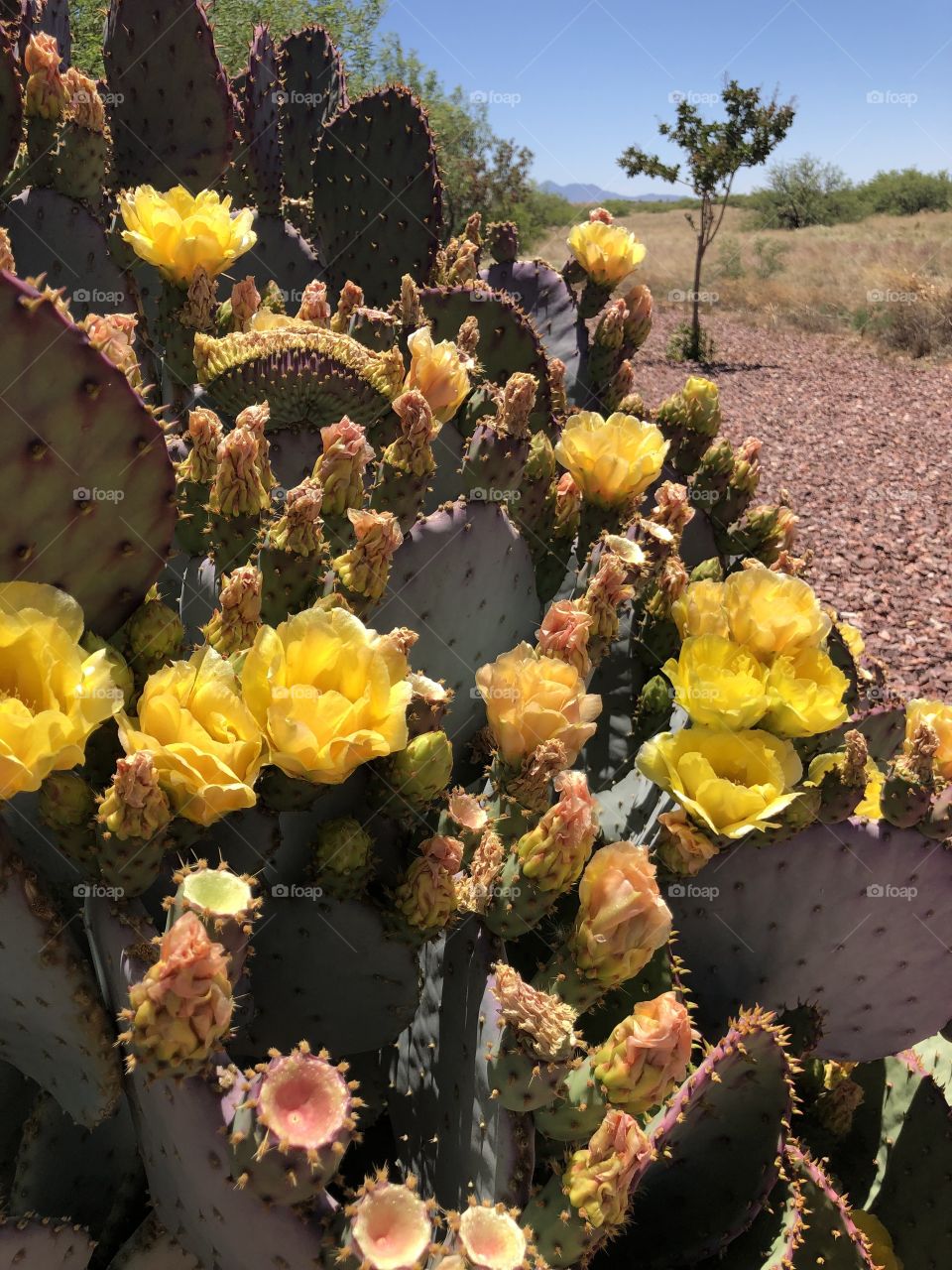 Prickly Pear in Bloom