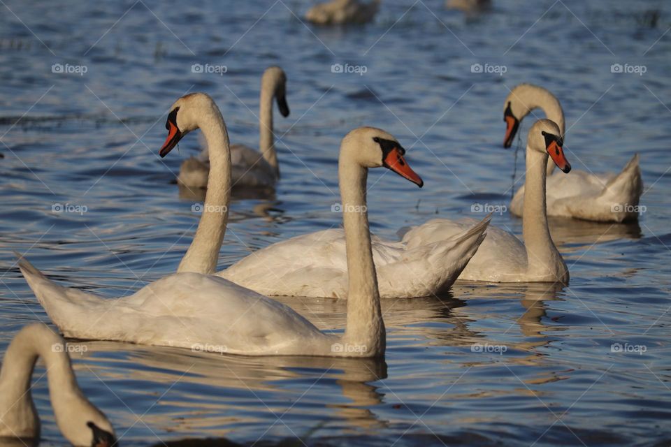 Flock of swans