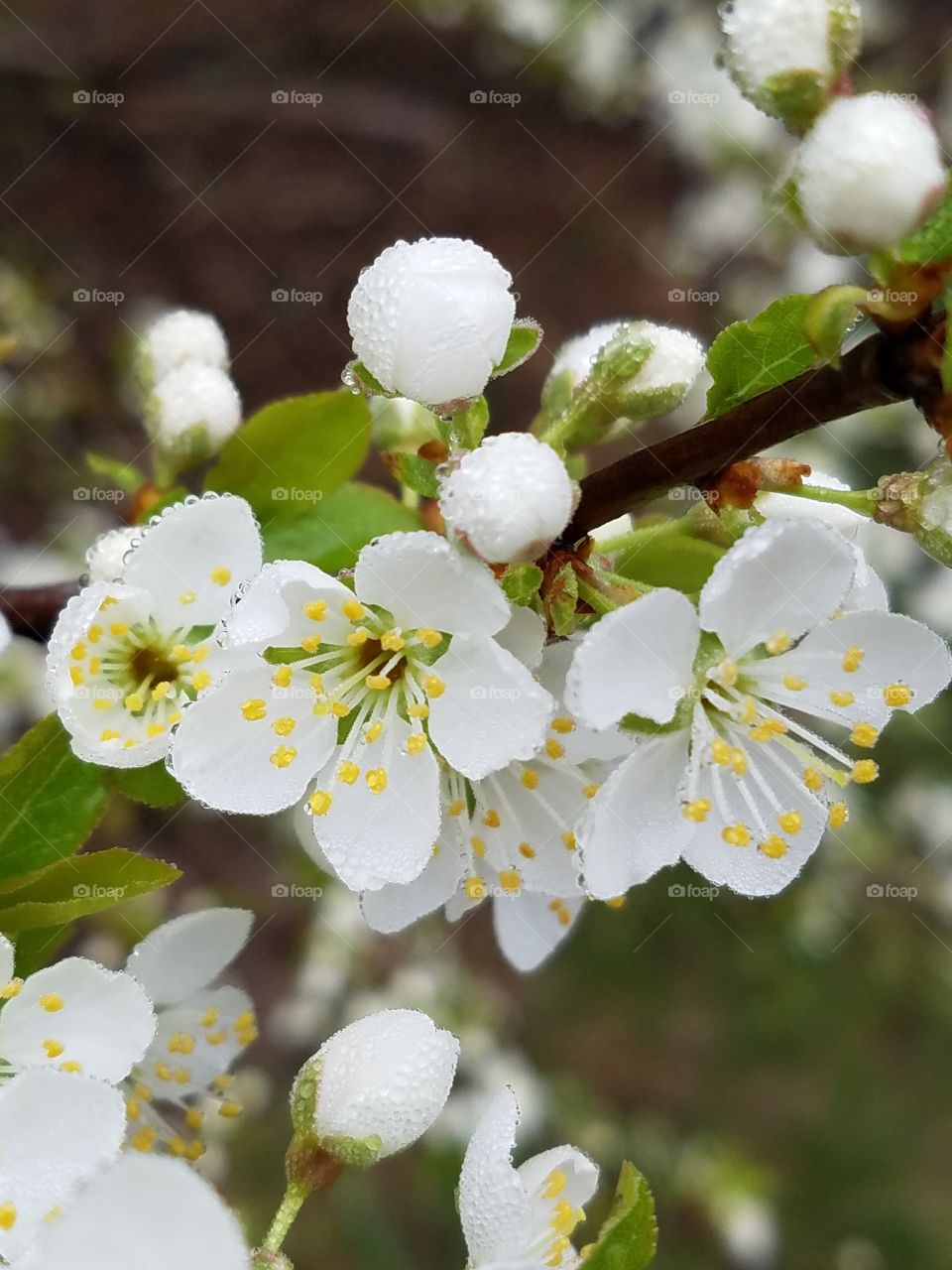 DewDrop Morning