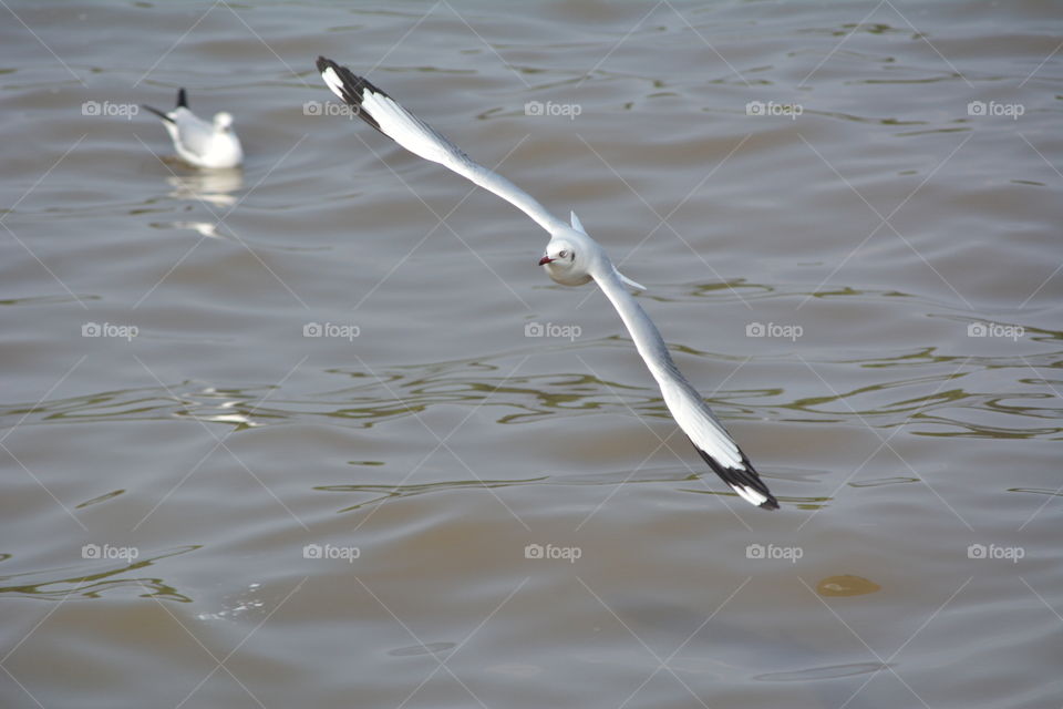 Flying Seagull