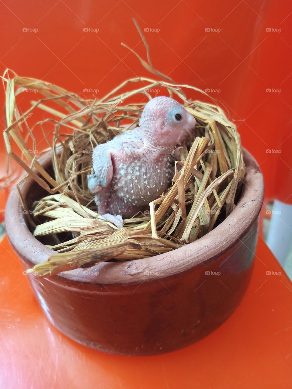 A small parrot came out of an egg in a nest