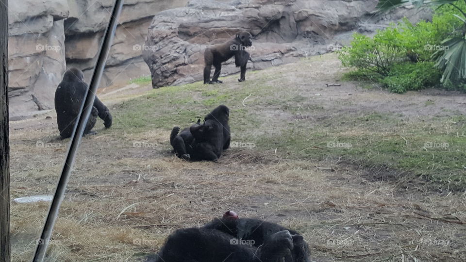 A family of gorillas play the day away.