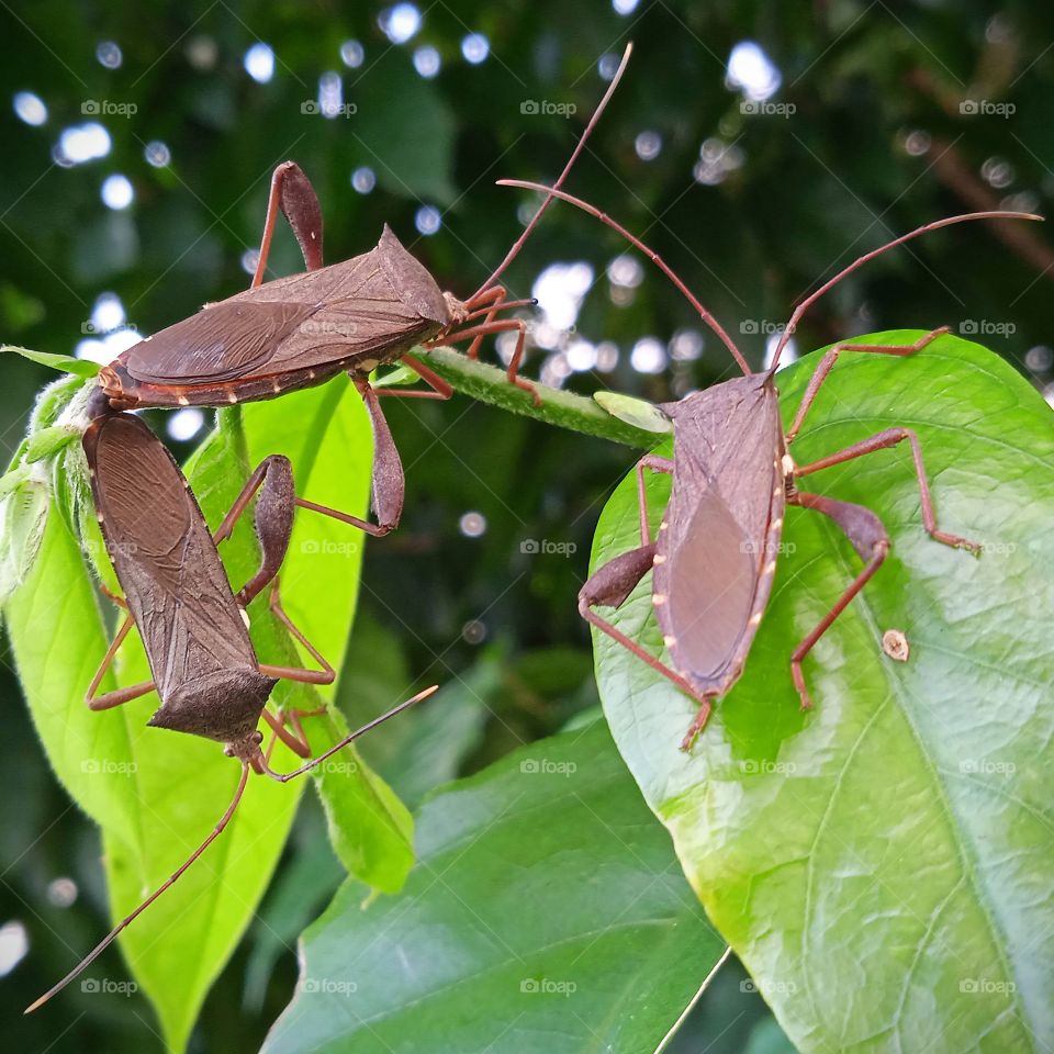 Two insect are in love, one is breeding.