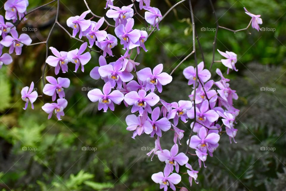 Beautiful spray of purple orchids hanging in my path