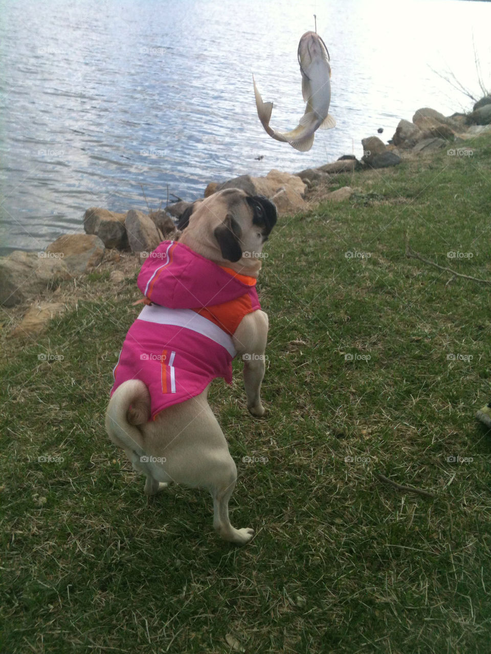 Pug helps catch fish. Molly went fishing with her boy and helped him catch this fish. Then, she was curious... She wanted to smell it.