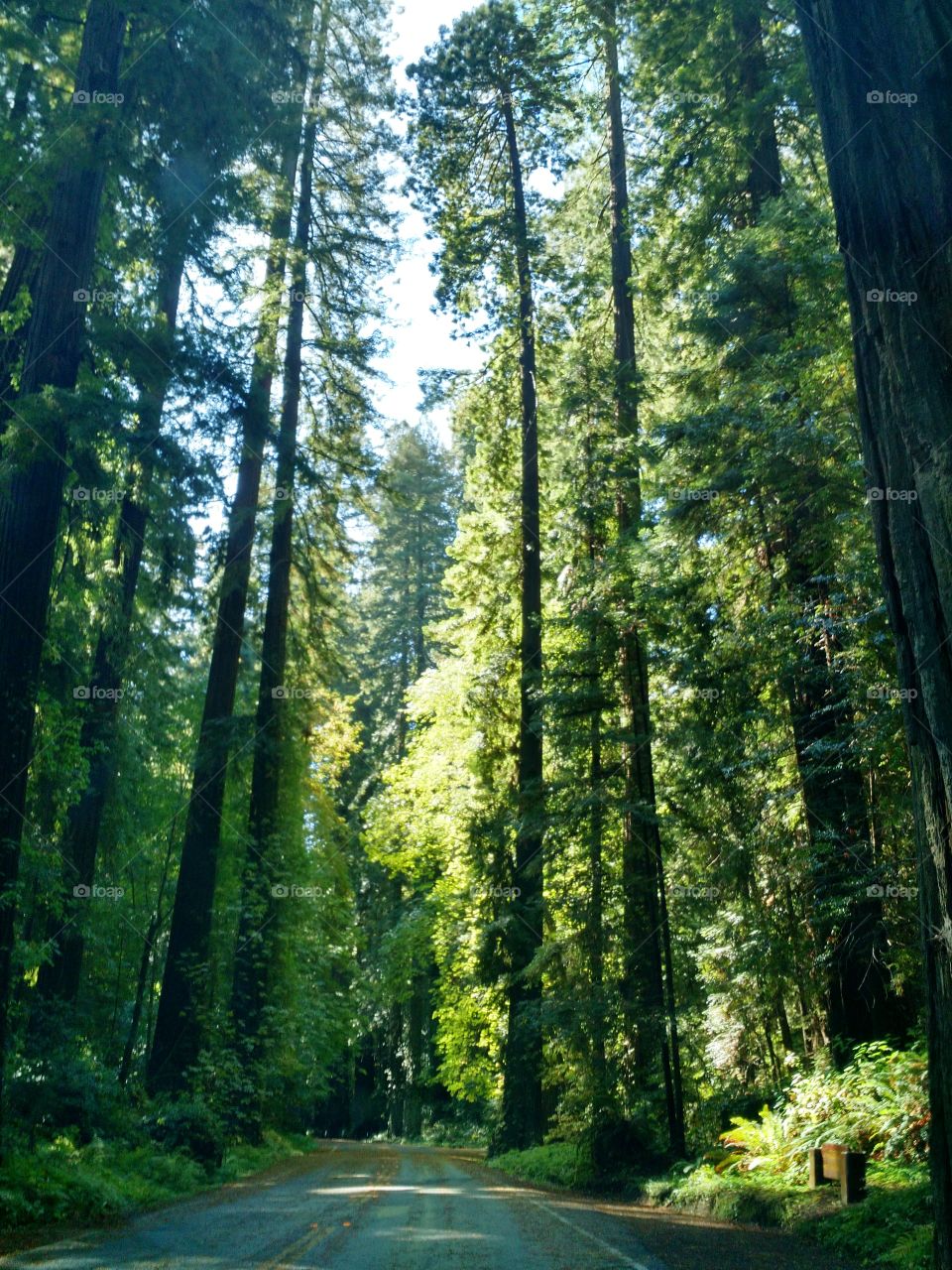 Humbolt Redwoods. August 2015