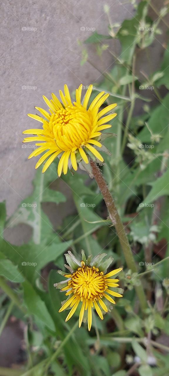 yellow flowers