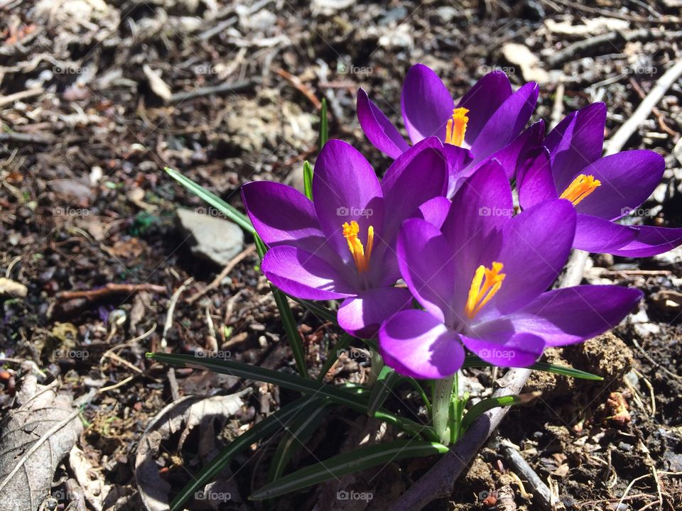 Crocus bunch 
