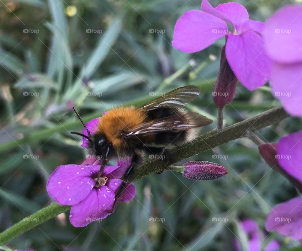 Bee captured with iPhone 6s