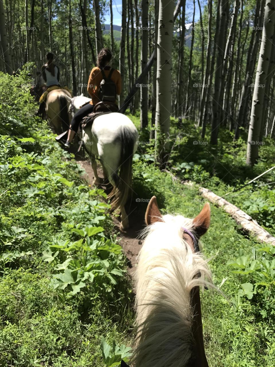 Horseback Riding in the Rocky Mountains - Colorado 